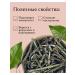 Echinacea Grass dried 100 g drevomed - Buy Online on GoSupps.com