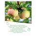 Gardens of Pridonya Persian apple from 5 months 0.2 l 27 pieces - Buy Online on GoSupps.com