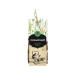 Tea "Far Powder" (cleansing) 40 g