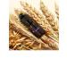 Tinel B5 Pigment for eyebrows blond wheat - Buy Online on GoSupps.com
