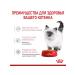 ROYAL CANIN Wet feed for kittens Kitten 85 gr - Buy Online on GoSupps.com