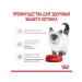 ROYAL CANIN Kitten Wet feed for kittens 1 spider 85 gr - Buy Online on GoSupps.com