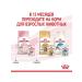 ROYAL CANIN Kitten Wet feed for kittens 1 spider 85 gr - Buy Online on GoSupps.com