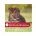 Beekeeper Professional Zooard remedy for the treatment of heart in dogs of small breeds - Buy Online on GoSupps.com