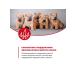 KARMY Dry food for medium breed puppies up to 1 year 14 kg - Buy Online on GoSupps.com