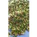 Crimean dried flowers Hawthorn Crimean 150 grams collection May 2025 - Buy Online on GoSupps.com