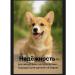Nepsgard spectrum for dogs 2-3 5 kg - Buy Online on GoSupps.com