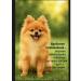 Nepsgard spectrum for dogs 2-3 5 kg - Buy Online on GoSupps.com