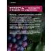 Manufactory House of Nature Cream for skin gel around the eyes grape from edema - Buy Online on GoSupps.com