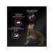 PRO PLAN Cat food dry 10 kg - Buy Online on GoSupps.com