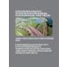 Viorica Hands for hands nails and cuticles - Buy Online on GoSupps.com