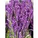 HORST Lavender spikelet flowers and grass 50 g - Buy Online on GoSupps.com