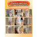 Skin diseases in dogs spray for cats and dogs 500 ml - Buy Online on GoSupps.com