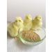 Sun Compound feed for from x poultry 0-4 weeks 700 g - Buy Online on GoSupps.com