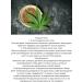 BelitaVitex HEMP Green Milk for Hands and Body "Natural Eating" - Buy Online on GoSupps.com