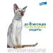 Elanco Forest collar 38 cm for cats up to 8 kg from fleas and ticks - Buy Online on GoSupps.com