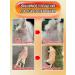 Spray from itching for cats and dogs 100ml - Buy Online on GoSupps.com