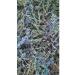Crimean dried flowers Tybrez 30 grams of Crimea 2025 - Buy Online on GoSupps.com