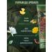 Tesori d'Oriente Shower gel perfumed forest ritual 250 ml - Buy Online on GoSupps.com