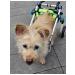 Folding wheelchair for dogs and cats - Buy Online on GoSupps.com