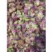 Red clover flowers dried - Buy Online on GoSupps.com