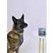 Fitodoc collar for medium dogs 50cm from fleas - Buy Online on GoSupps.com