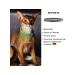 Neoterica Collar from ticks fleas and mosquitoes for cats 40 cm - Buy Online on GoSupps.com