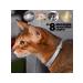 Neoterica Collar from ticks fleas and mosquitoes for cats 40 cm - Buy Online on GoSupps.com