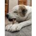 Zoopeet A treat for large breeds of a boose vein 1 piece - Buy Online on GoSupps.com