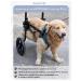 Wheelchair for dog paws - Buy Online on GoSupps.com