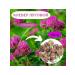 Clover flower dried meadow red collection 2025 60 gr