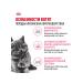 ROYAL CANIN Dry food for British Shorthair kittens 2 kg - Buy Online on GoSupps.com