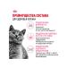 ROYAL CANIN Dry food for British Shorthair kittens 2 kg - Buy Online on GoSupps.com
