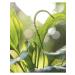 Tree of Love Plantain grass - Buy Online on GoSupps.com