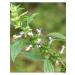 Tree of Love The motherwort is dried - Buy Online on GoSupps.com