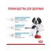ROYAL CANIN Dry food for giant puppies up to 2 months Giant Starter 4 kg - Buy Online on GoSupps.com