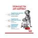 ROYAL CANIN Feed for medium puppies up to 2 months. Medium Starter 12 kg - Buy Online on GoSupps.com