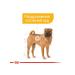 ROYAL CANIN Medium Dermacomfort 3 kg feeding - Buy Online on GoSupps.com
