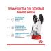 ROYAL CANIN Dry Feed X-Small Puppy for small puppies 2-10 months 3 kg - Buy Online on GoSupps.com