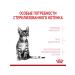 ROYAL CANIN Feed for sterilized kittens Kitten Sterilized 3.5 kg - Buy Online on GoSupps.com