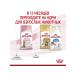ROYAL CANIN Feed for sterilized kittens Kitten Sterilized 3.5 kg - Buy Online on GoSupps.com