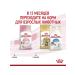 ROYAL CANIN Dry food for kittens from 4-12 months Kitten 4 kg - Buy Online on GoSupps.com