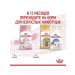 ROYAL CANIN Dry food for kittens from 4-12 months Kitten 2 kg - Buy Online on GoSupps.com