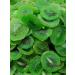 Candied fruits dried kiwi 1kg - Buy Online on GoSupps.com