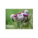 ZooMOM Polyka burdock of a burdock - Buy Online on GoSupps.com