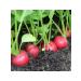 SeedSynapse Melito F1 Seeds of Radis 1.5 gr. (Hazera alexagro) - Buy Online on GoSupps.com