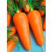 SeedSynapse Rexi carrot seeds (health beds) juicy sweet pulp