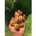 Nyam Nuts Walnut in the highest quality shell 1 kg - Buy Online on GoSupps.com