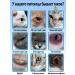Eye drops for cats Instant effect 60 ml - Buy Online on GoSupps.com