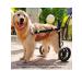 Rehabilitation wheelchair for large dogs - Buy Online on GoSupps.com